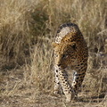Пустынный леопард