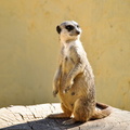The meerkat on a stub in Friguia park